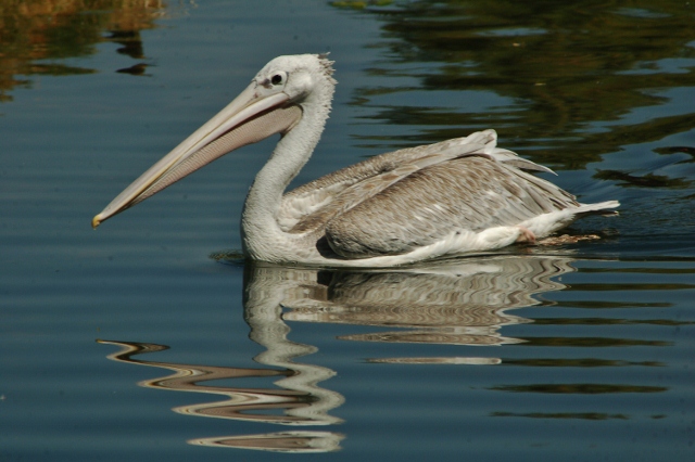 pink-backed pelican